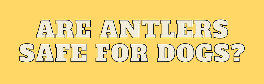 Are Antlers Safe for Dogs?
