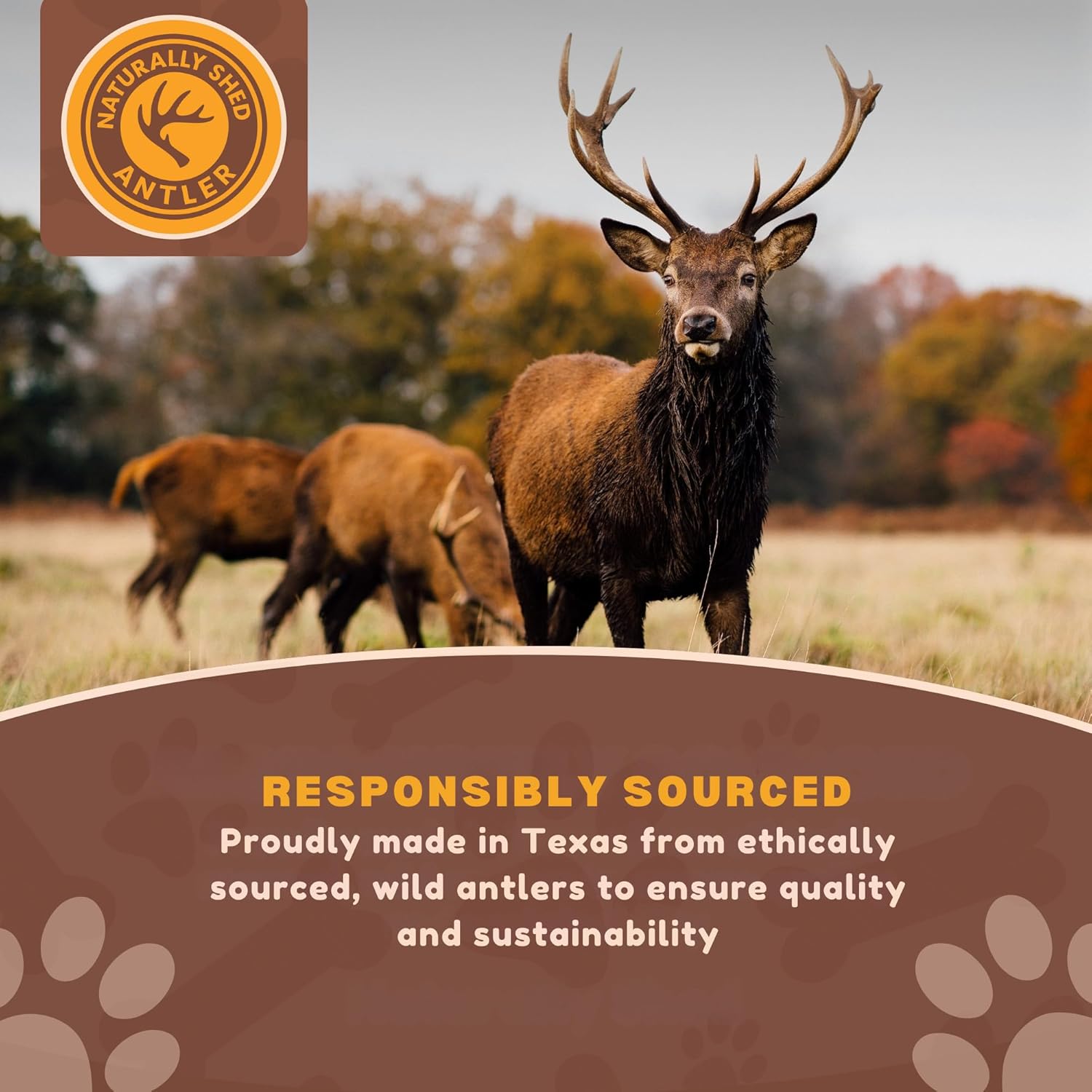 Small | Whole Deer Antler Dog Chews - Single or Multipack