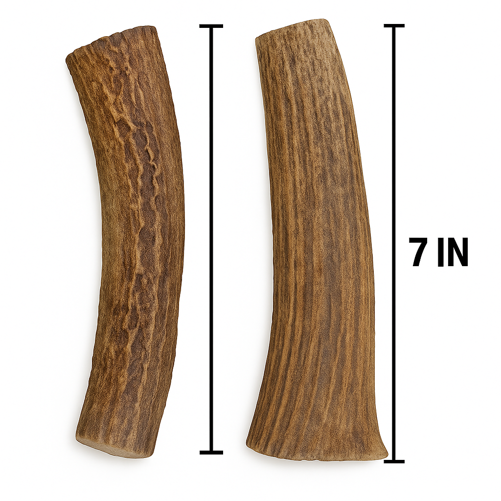 2 Pack - Large | Whole Red Deer Antler Dog Chews