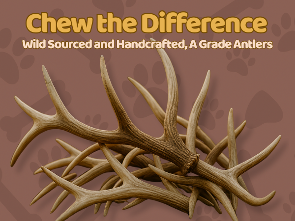 6 Pack - Medium | Deer Antler Dog Chews