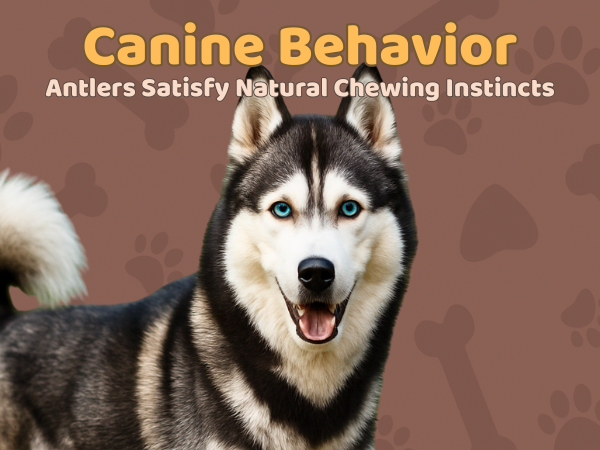 6 Pack - Medium | Deer Antler Dog Chews