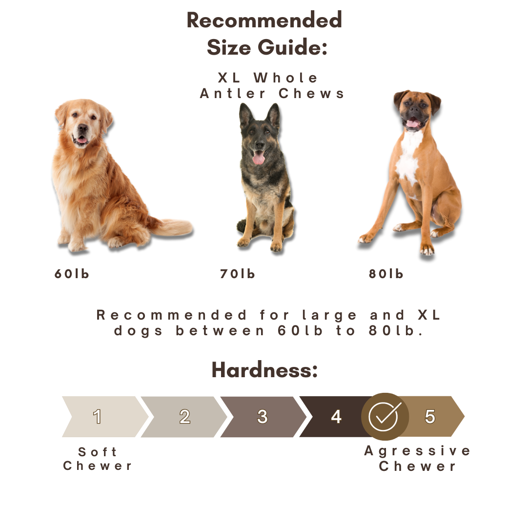 1 Pack - XL Extra Large | Deer Antler Dog Chew